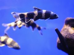 -上海海洋水族馆