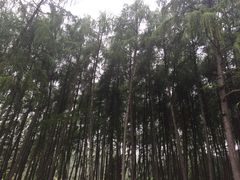 -硗碛藏寨·神木垒景区