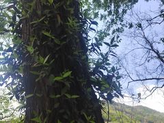 -木兰云雾山