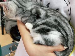 -小叮当动物医院·骨科·眼科
