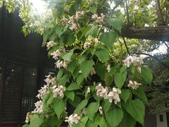 -苏州文庙(姑苏区)