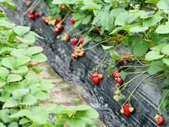 -小鱼草莓采摘园农家乐·小鱼餐厅