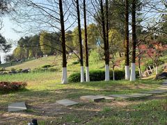 -铁山坪森林公园