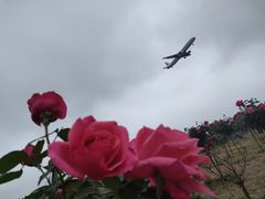 -空港花田景区