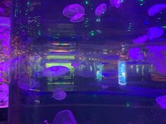-石家庄海洋公园