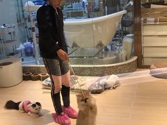 -momokira米努特·德文卷毛猫·棉花面纱犬