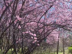 -洛阳市隋唐城遗址植物园