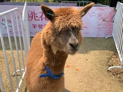 -金鸡湖桃花岛