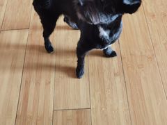 -熊小胖宠物生活馆(天华园店)