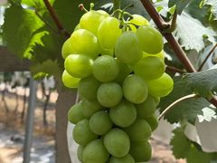 -马陆小张葡萄园农家乐