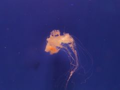 -杭州海底世界