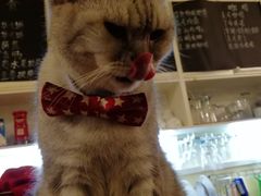 -猫色咖啡·猫咖
