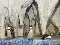 -太平洋海底世界