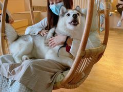 -Husky Go! 哈士奇体验馆·宠物咖啡厅狗咖