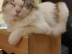 -more than meow吴止猫主题餐厅(承德 中船汇店)