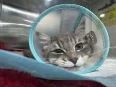 -四月宠物医院·猫专科·心脏专科·内科(转塘店)