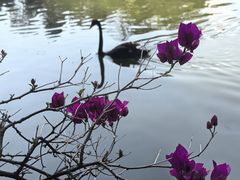 -西双版纳原始森林公园