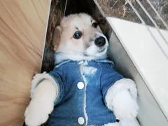 -安安宠物医院(情缘分院)