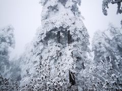 -瓦屋山景区