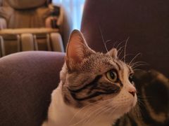-猫大福·Fortune Cat猫舍(百子湾店)