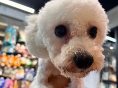 -PETKIT 小佩宠物·低压洗护·美容·寄养(安远店)