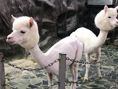 -上海大自然野生昆虫馆(东方明珠·爬宠昆虫探索中心)
