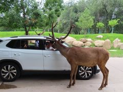 -北京野生动物园