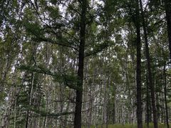 白桦林-阿尔山市大兴安岭奥伦布坎景区