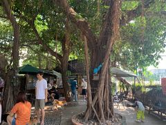 -柴犬高等学院·狗咖·柴犬售卖·宠物训练