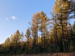 -塞罕坝国家级自然保护区