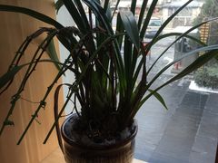 -泉寿司(万科公园店)