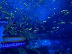 -上海海昌海洋公园
