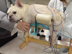 -西安京西宠物医院·瘫痪·疑难杂症