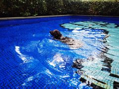 -上海崇明金茂凯悦酒店