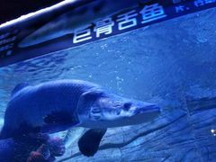 -芜湖新华联大白鲸海洋公园