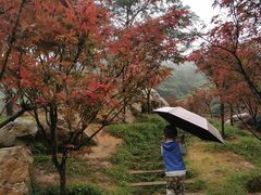 -广州市帽峰山景区
