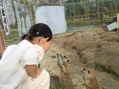 -合肥滨湖国家森林公园