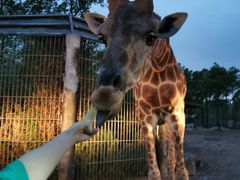 -清迈夜间动物园