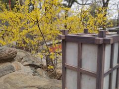 -大觉寺-停车场