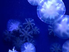 -青岛海底世界-水族馆