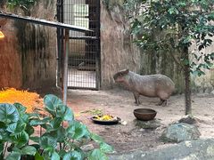 -清迈夜间动物园