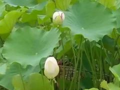 -三圣花乡旅游区