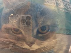 -安安宠医·臻爱宠物医院·宠保定点(营门口路分院)