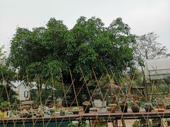 -广东花都香草世界旅游度假区