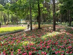 -黑龙江省森林植物园