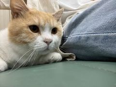 -佳怡动物医院·平价24小时·猫专科骨外科