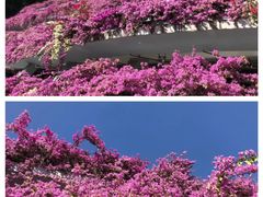 -深圳市中科院仙湖植物园
