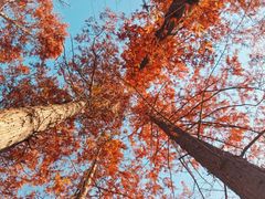 -白水寺森林公园