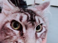 -十年猫舍·猫咪专门店(普陀店)