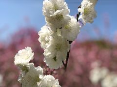 -南汇桃花村